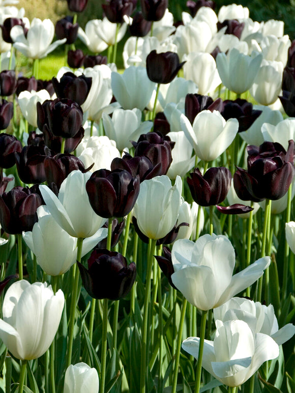 Schwarze und weiße Tulpenzwiebeln