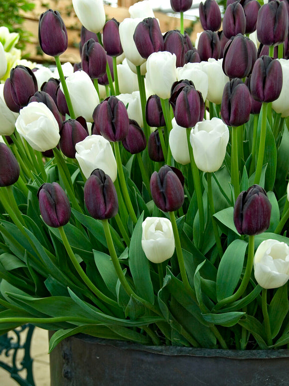 Tulpenkollektion Zebra