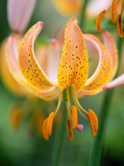 Türkenbund-Lilie Peppard Gold - Lilium martagon
