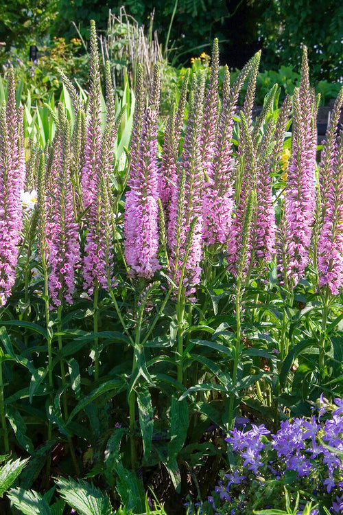 Langblättriger Ehrenpreis (Veronica Longifolia) online kaufen bei DutchGrown™