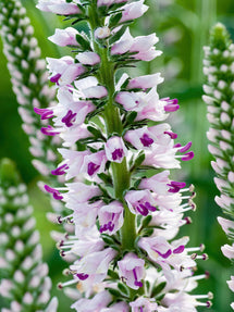 Langblättriger Ehrenpreis (Veronica Longifolia)