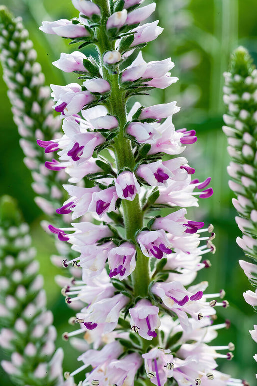 Langblättriger Ehrenpreis (Veronica Longifolia)