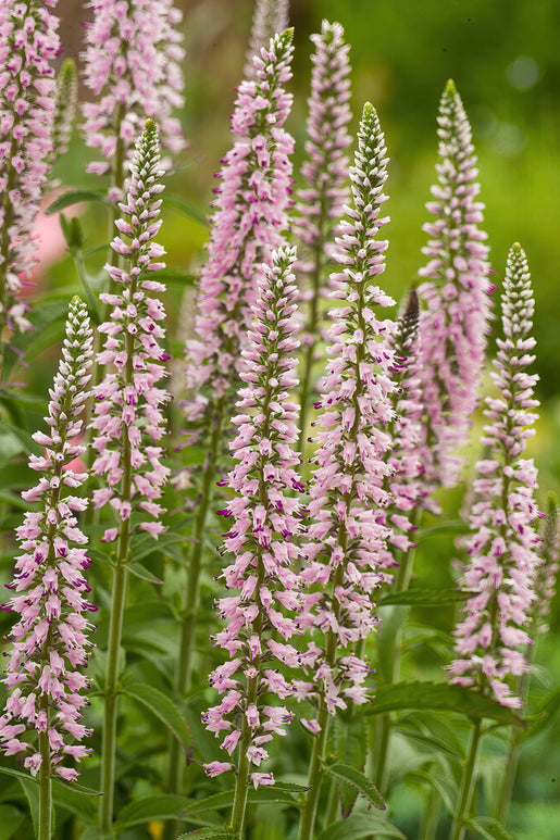 Langblättriger Ehrenpreis (Veronica Longifolia) Wurzelnackte Pflanzen