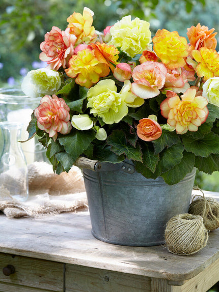 Begonia Begonienknollen kaufen DutchGrown™