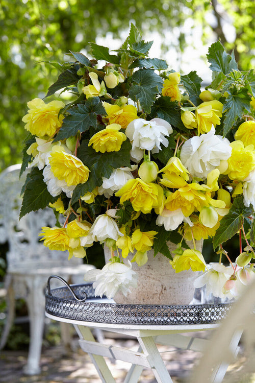 Begonia Cascade Yellow/White Mischung online kaufen | DutchGrown™