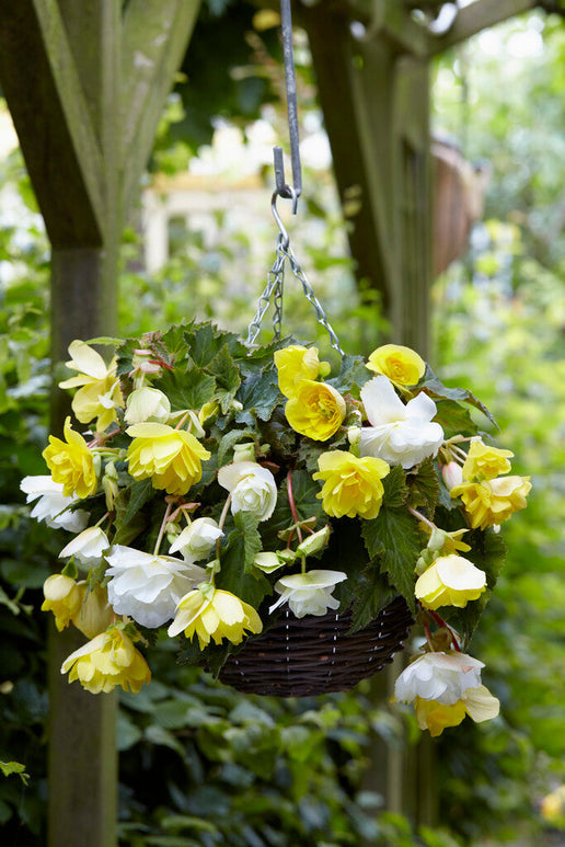 Begonia Cascade Gelb weiss Mischung 