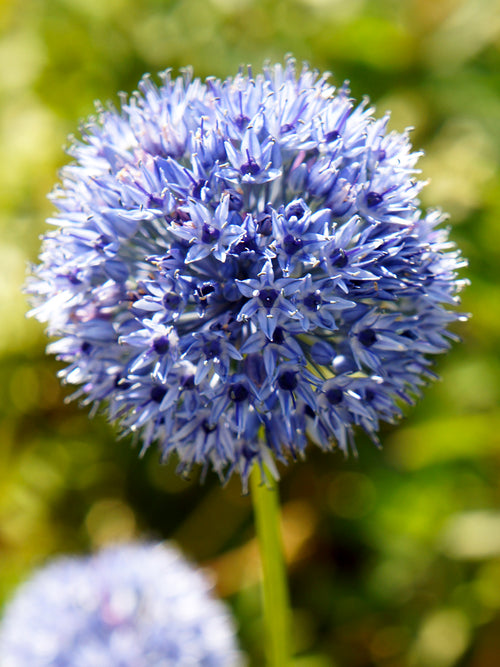 Zierlauch kaufen blumenzwiebeln