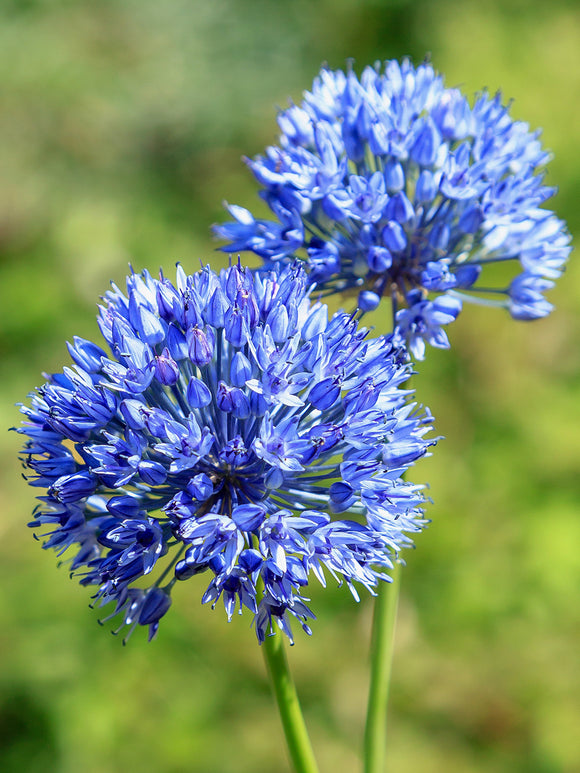 Allium Azureum Blumenzwiebeln