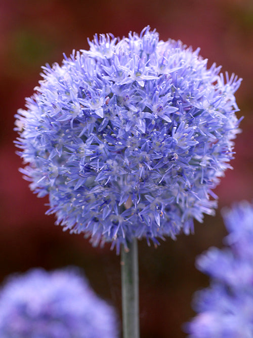 Allium Azureum