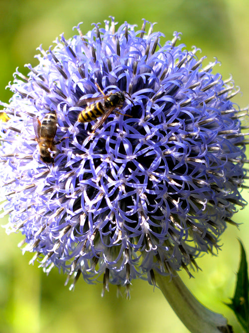 Allium Azureum Caeruleum online kaufen