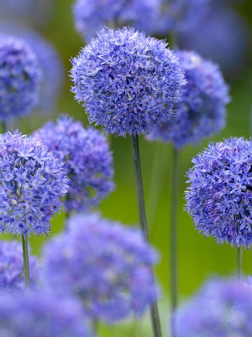 Zierlauch kaufen blumenzwiebeln