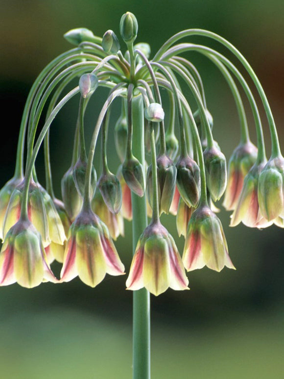 Allium Bulgaricum (Bulgarischer Schmucklauch)