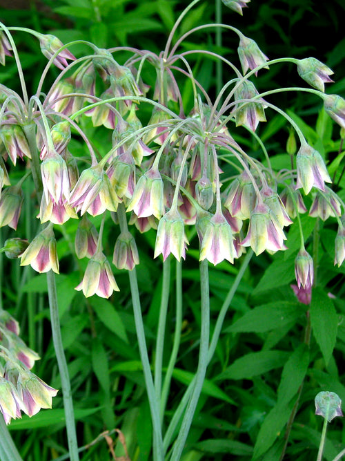 Bulgarischer Schmucklauch Blumenzwiebeln