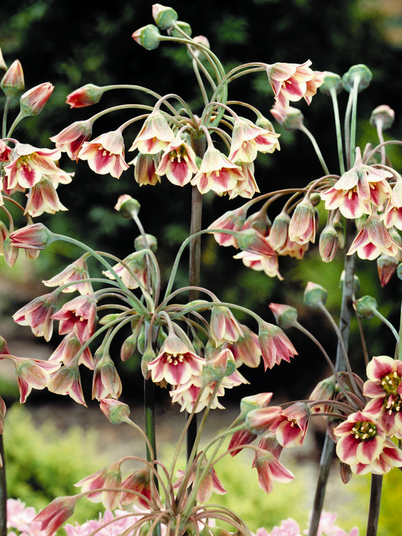 Allium Bulgaricum (Bulgarischer Schmucklauch)