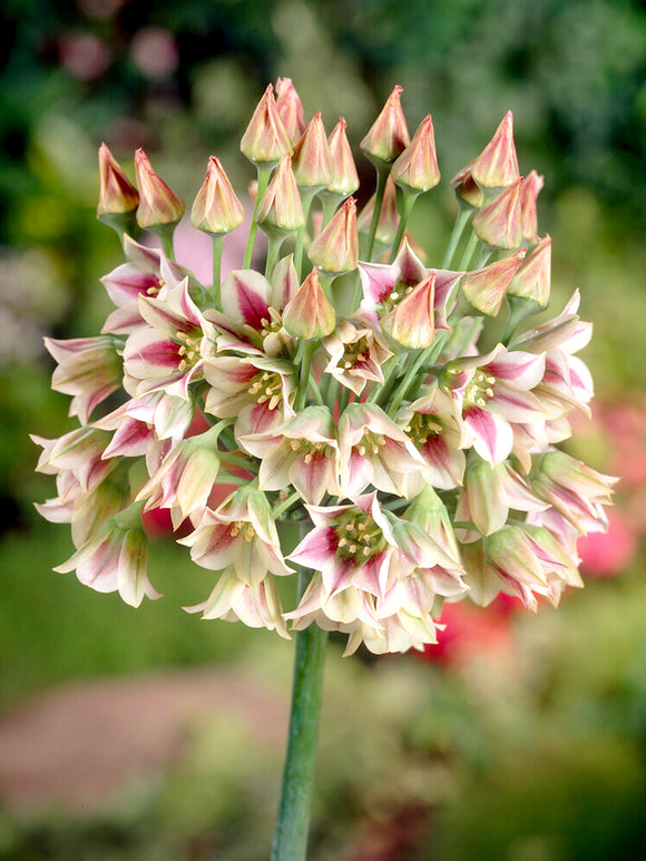 Nectaroscordum siculum (Bulgarischer Schmucklauch) kaufen