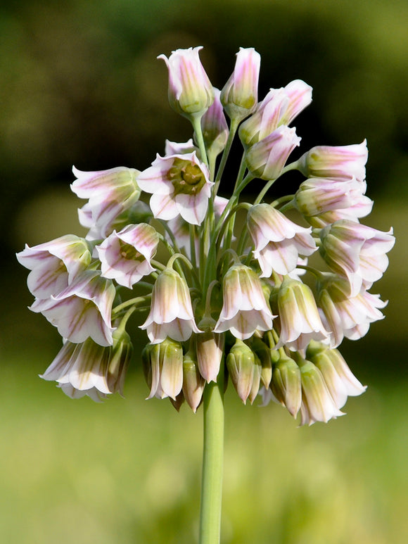 Allium Bulgaricum (Bulgarischer Schmucklauch)