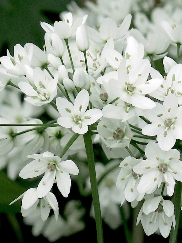 Allium Cowanii Zierlauch Allium aus Holland Bestellen