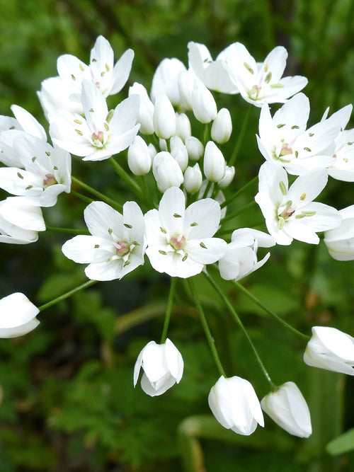 Allium Cowanii | Alliumzwiebeln kaufen