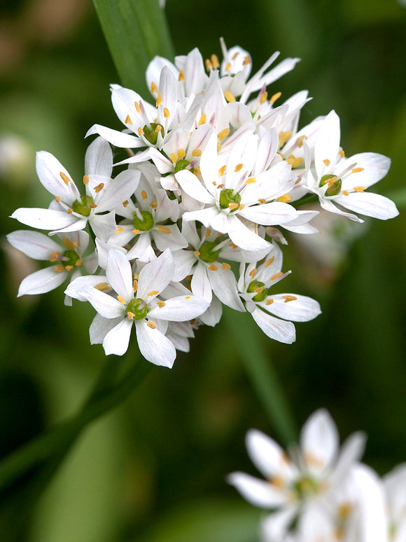 Allium Cowanii | Alliumzwiebeln kaufen