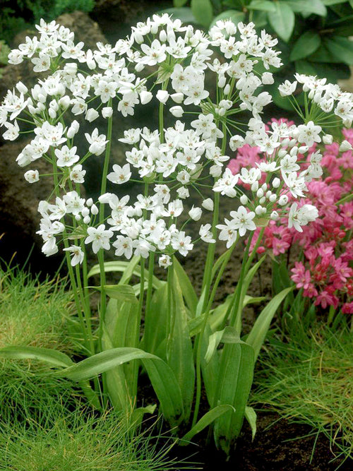 Allium Cowanii Kaufen