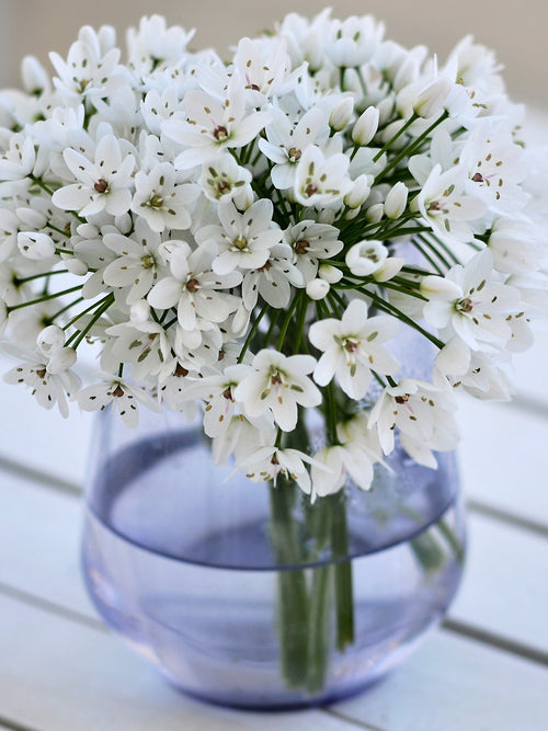 Allium neapolitanum (cowanii) zwiebeln kaufen