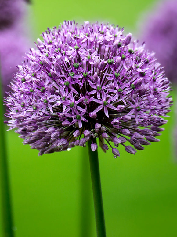 Allium Zierlauch Gladiator