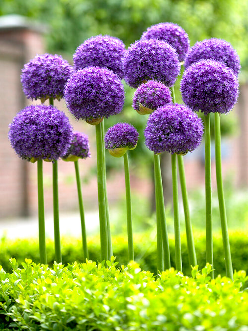 Blumenzwiebel Riesen-Zierlauch Allium 'Gladiator'