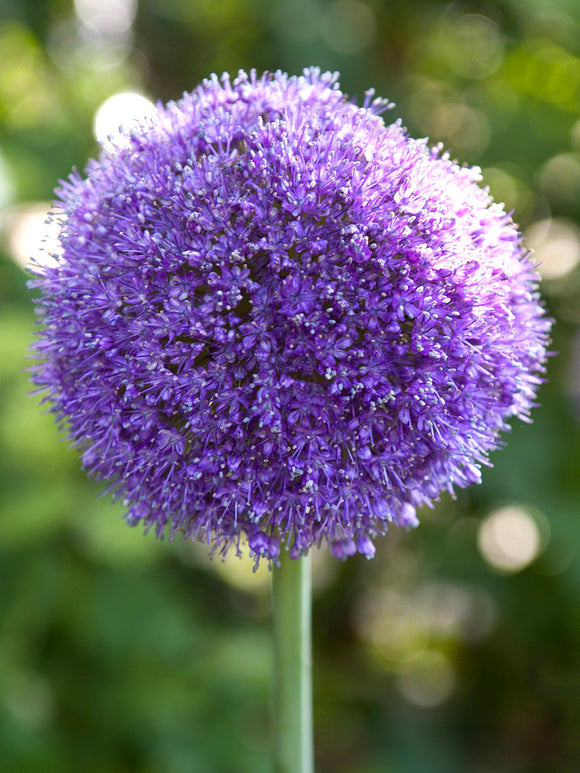 Allium Gladiator Zierlauch kaufen