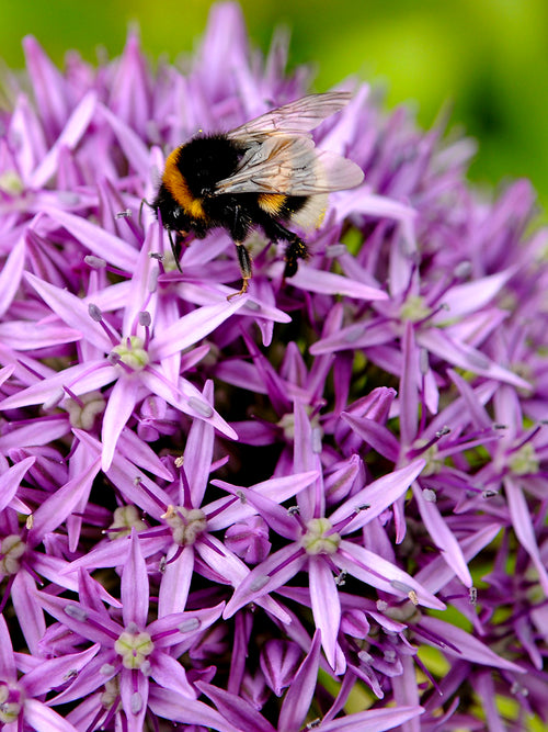 Blumenzwiebeln Allium Gladiator Bestellen