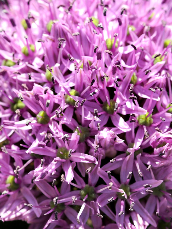 Blumenzwiebel Riesen-Zierlauch Allium 'Gladiator' Zwiebeln