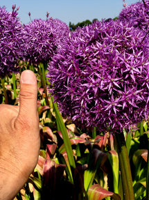 Allium Globemaster (Zierlauch)