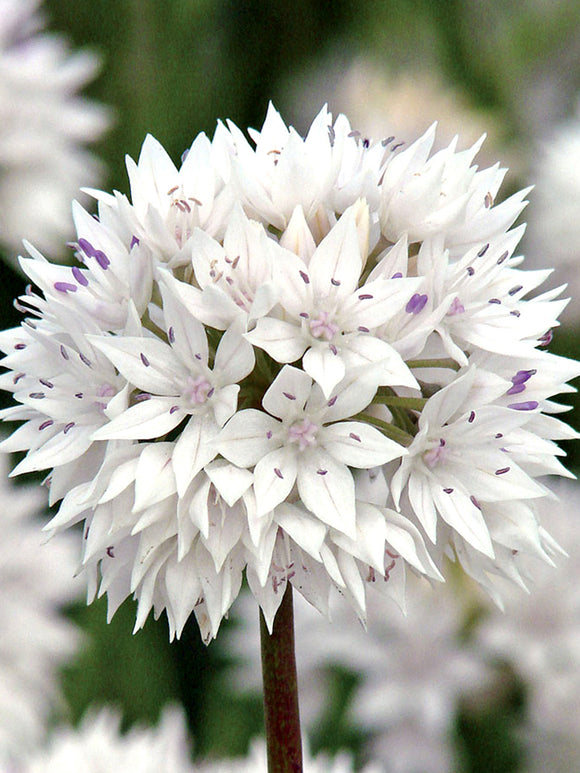 Zierlauch Allium Amplectens Graceful Beauty weiß mit lila kaufen