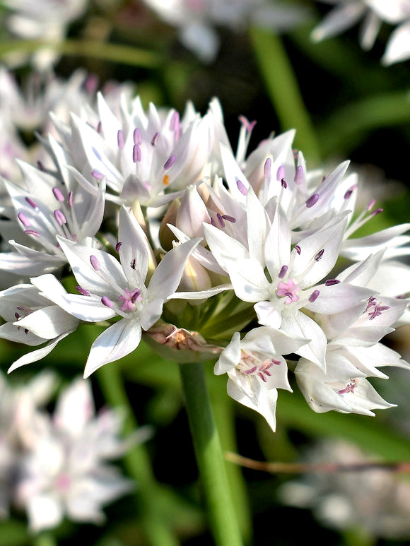 Zierlauch Allium Amplectens Graceful Beauty weiß mit lila
