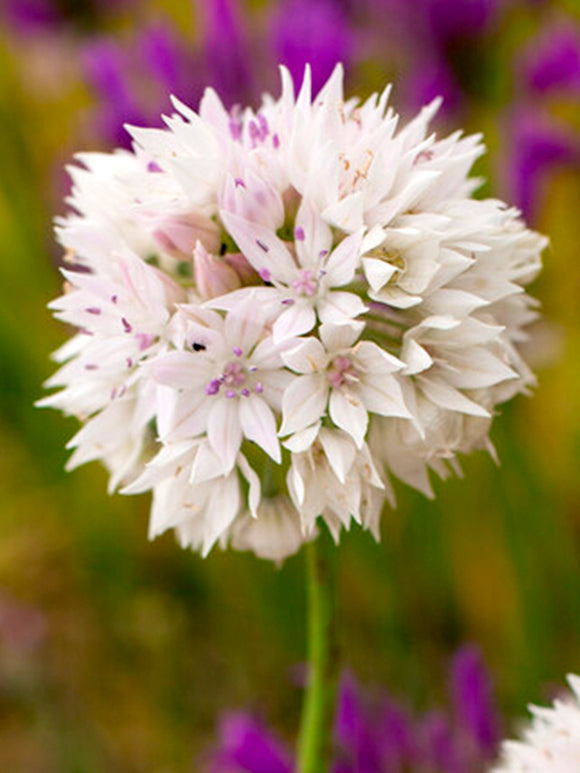 Allium 'Graceful Beauty' online bestellen