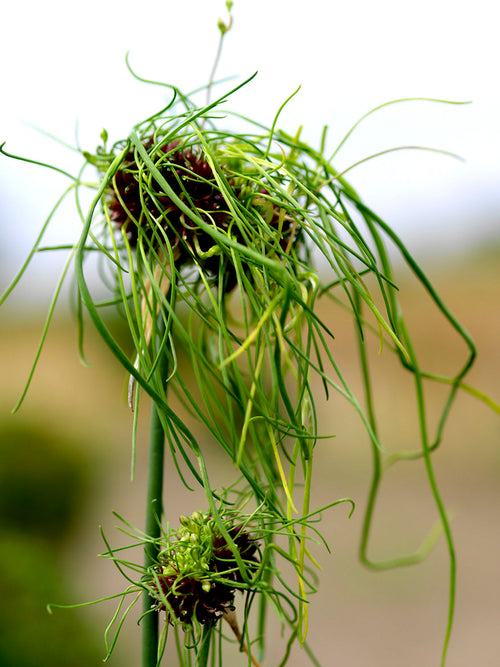 Zierlauch (Allium) 'Hair' | Blumenzwiebeln