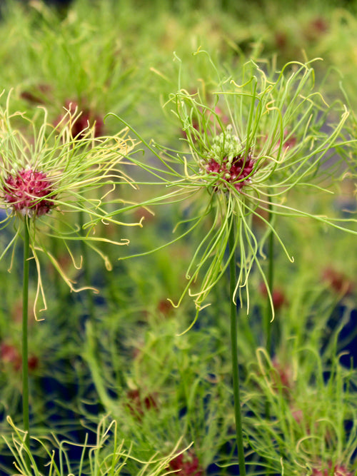 Zierlauch (Allium) 'Hair' | Blumenzwiebeln