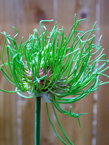 Allium Hair (Zierlauch)