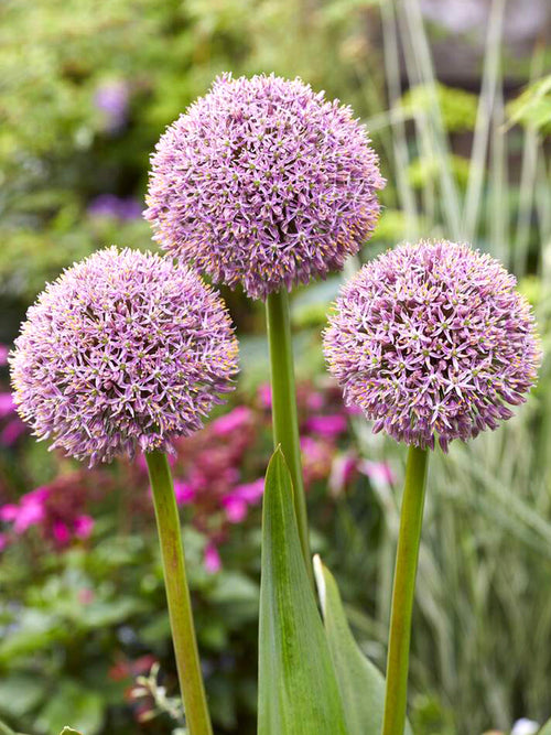 Allium Lucky Balloons - DutchGrown