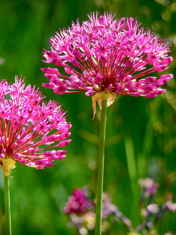 Allium „Miami“ Mehrjähriger Zierlauch mit Lila Rötlichen Blüten