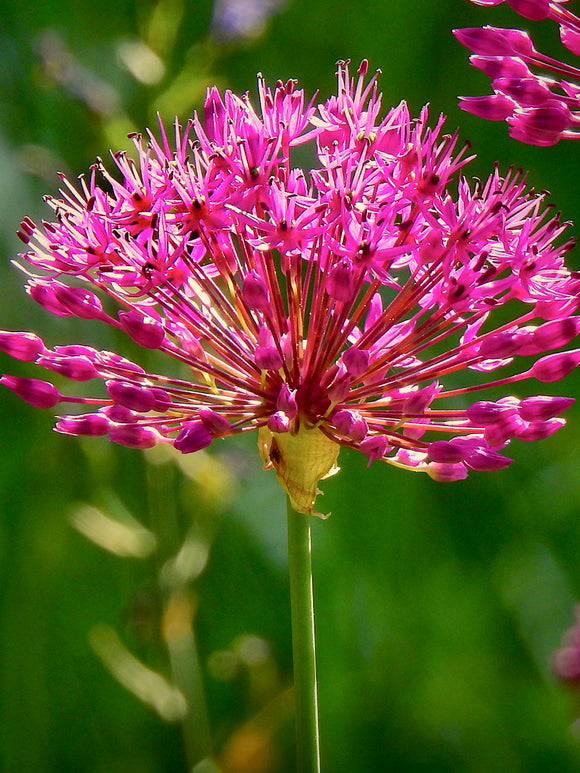 Allium „Miami“ Mehrjähriger Zierlauch mit Lila Rötlichen Blüten