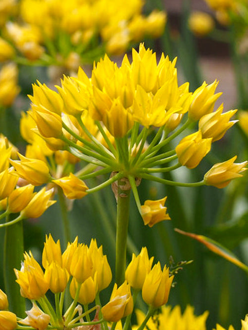 Allium Moly (Gold-Lauch) kaufen