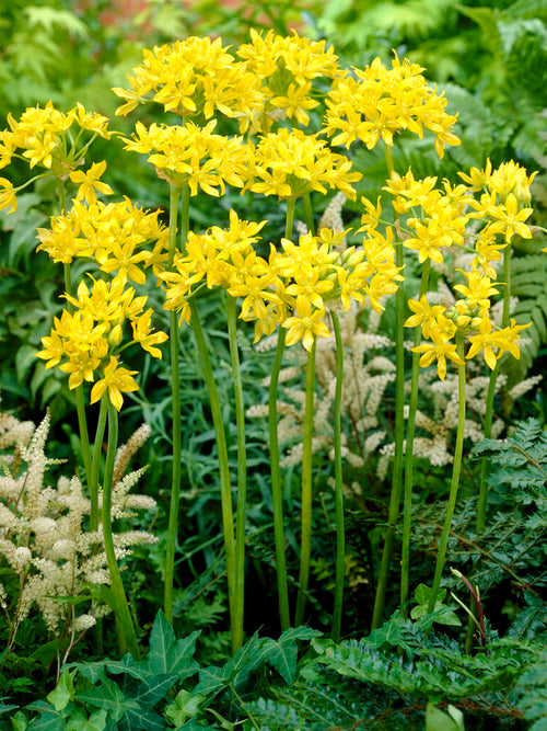 Goldlauch 'Allium Moly' Blumenzwiebeln