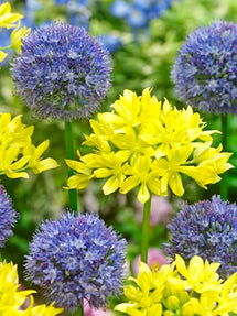 Allium Mischung Zierlauch Moly und Azureum