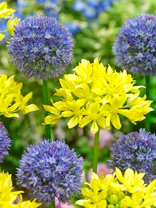 blaue und gelbe Alliumblumenzwiebelmischung