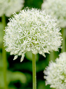 Allium Mount Everest (Zierlauch)