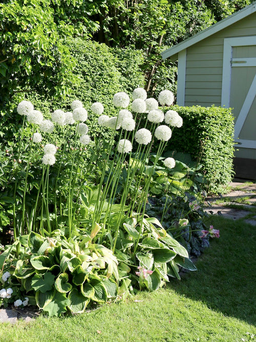 Riesen-Zierlauch - Allium 'Mount Everest' - weiß