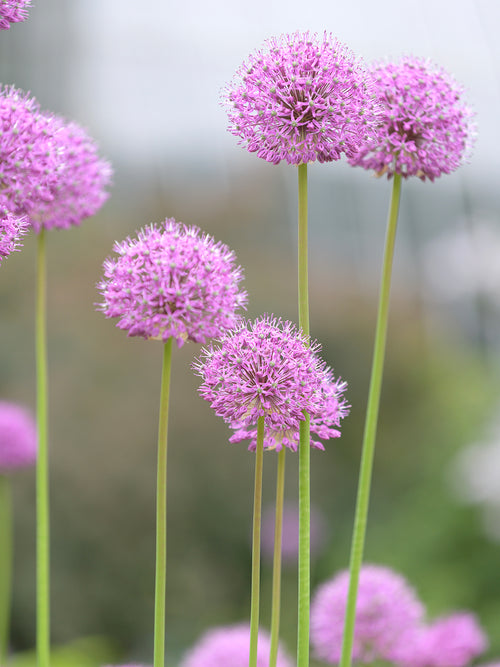 Allium Pink Sensation kaufen - Herbstversand