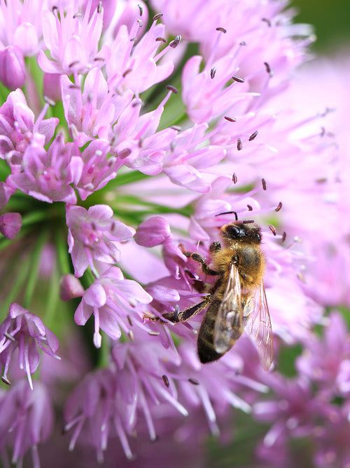 Allium Pink Sensation kaufen 