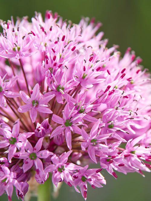 Allium Pink Sensation kaufen - Herbstversand