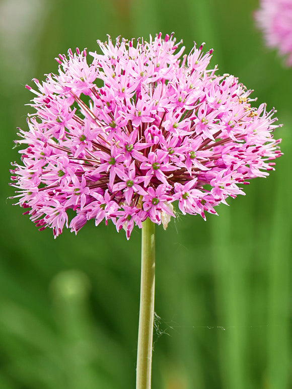 Allium Pink Sensation kaufen - DutchGrown